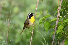 Common Yellowthroat